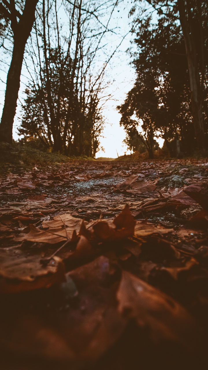 Natural Environment, Tree, Nature, Water, Branch. Wallpaper in 720x1280 Resolution