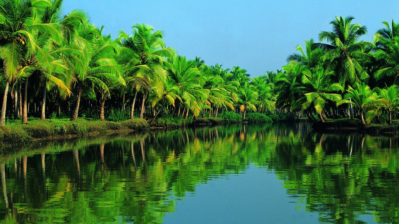 Green Palm Trees on Water. Wallpaper in 1366x768 Resolution