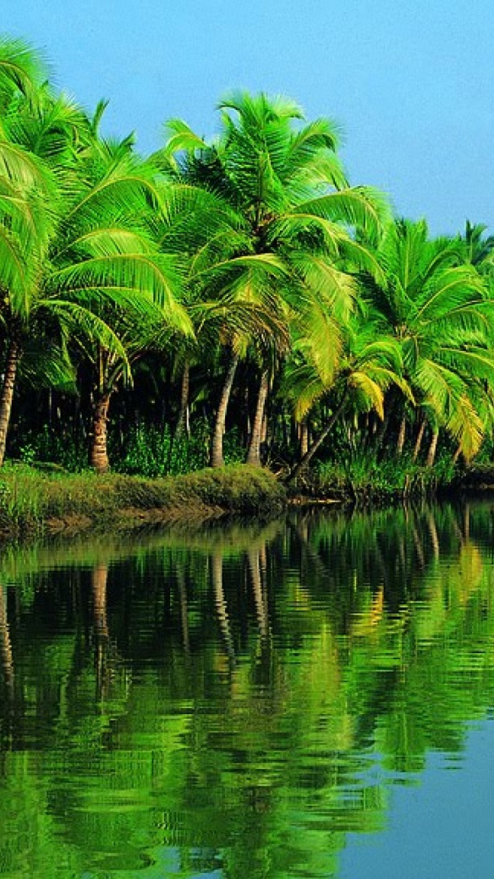 Green Palm Trees on Water. Wallpaper in 720x1280 Resolution