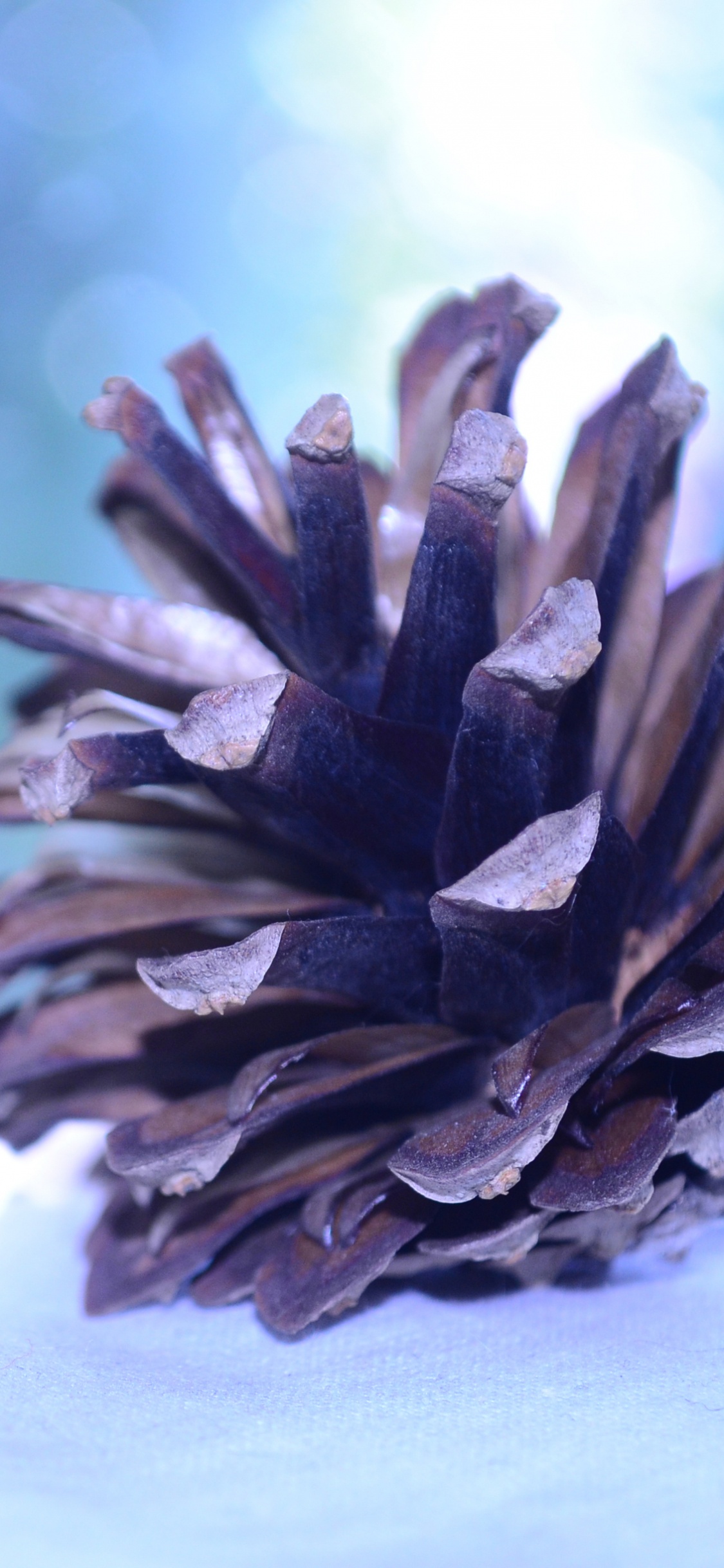 Gray Pine Cone on White Textile. Wallpaper in 1125x2436 Resolution