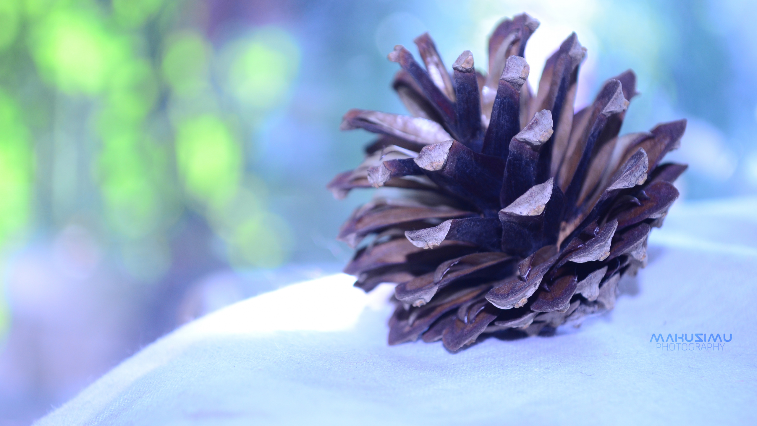 Gray Pine Cone on White Textile. Wallpaper in 2560x1440 Resolution