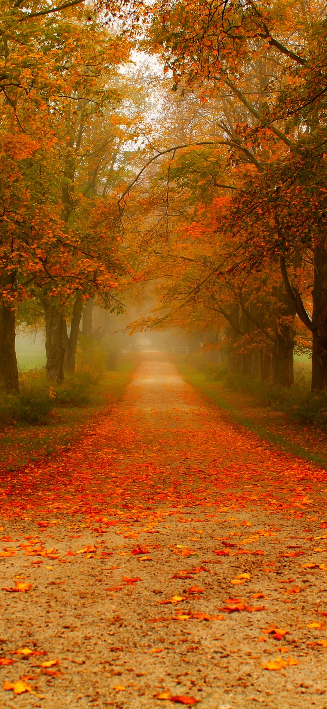 Arbres Bruns et Verts Sur Champ Brun Pendant la Journée. Wallpaper in 1125x2436 Resolution