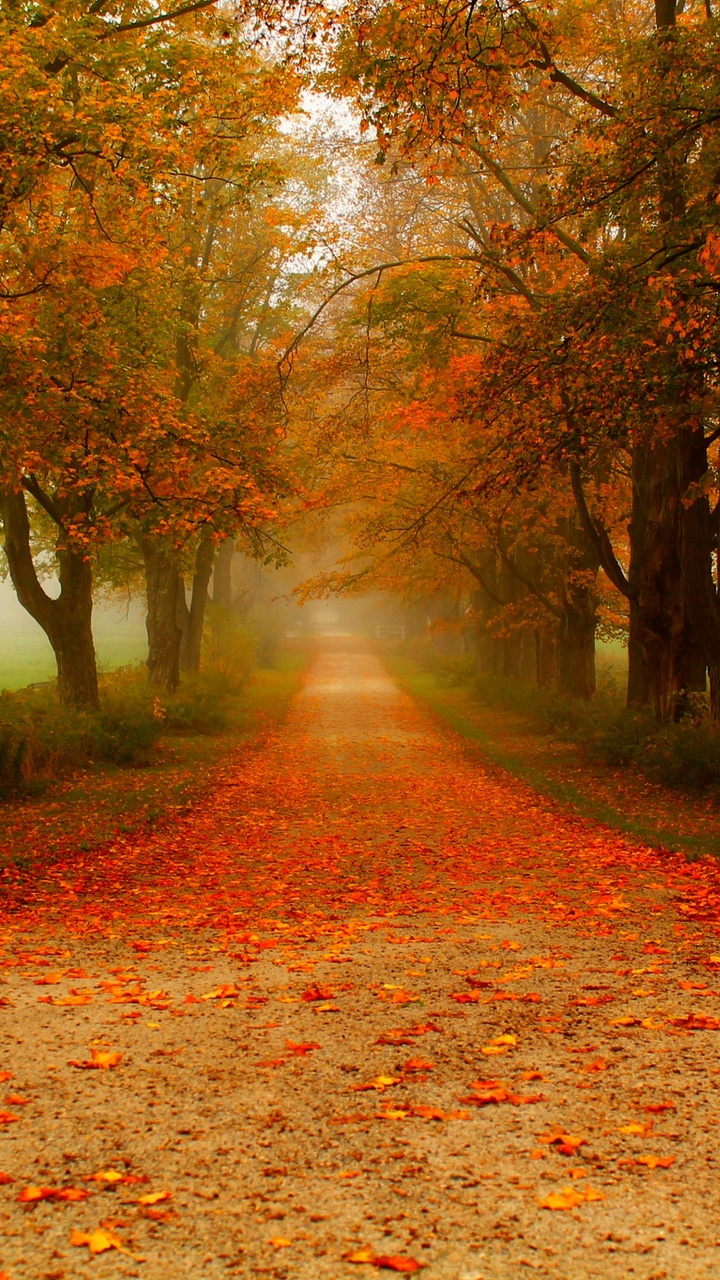 Arbres Bruns et Verts Sur Champ Brun Pendant la Journée. Wallpaper in 720x1280 Resolution