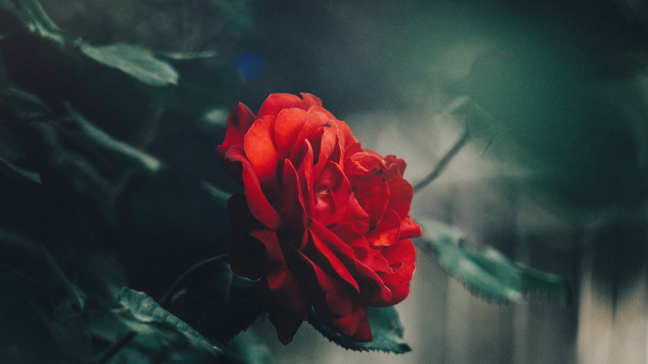 Red Rose in Bloom During Daytime. Wallpaper in 1280x720 Resolution