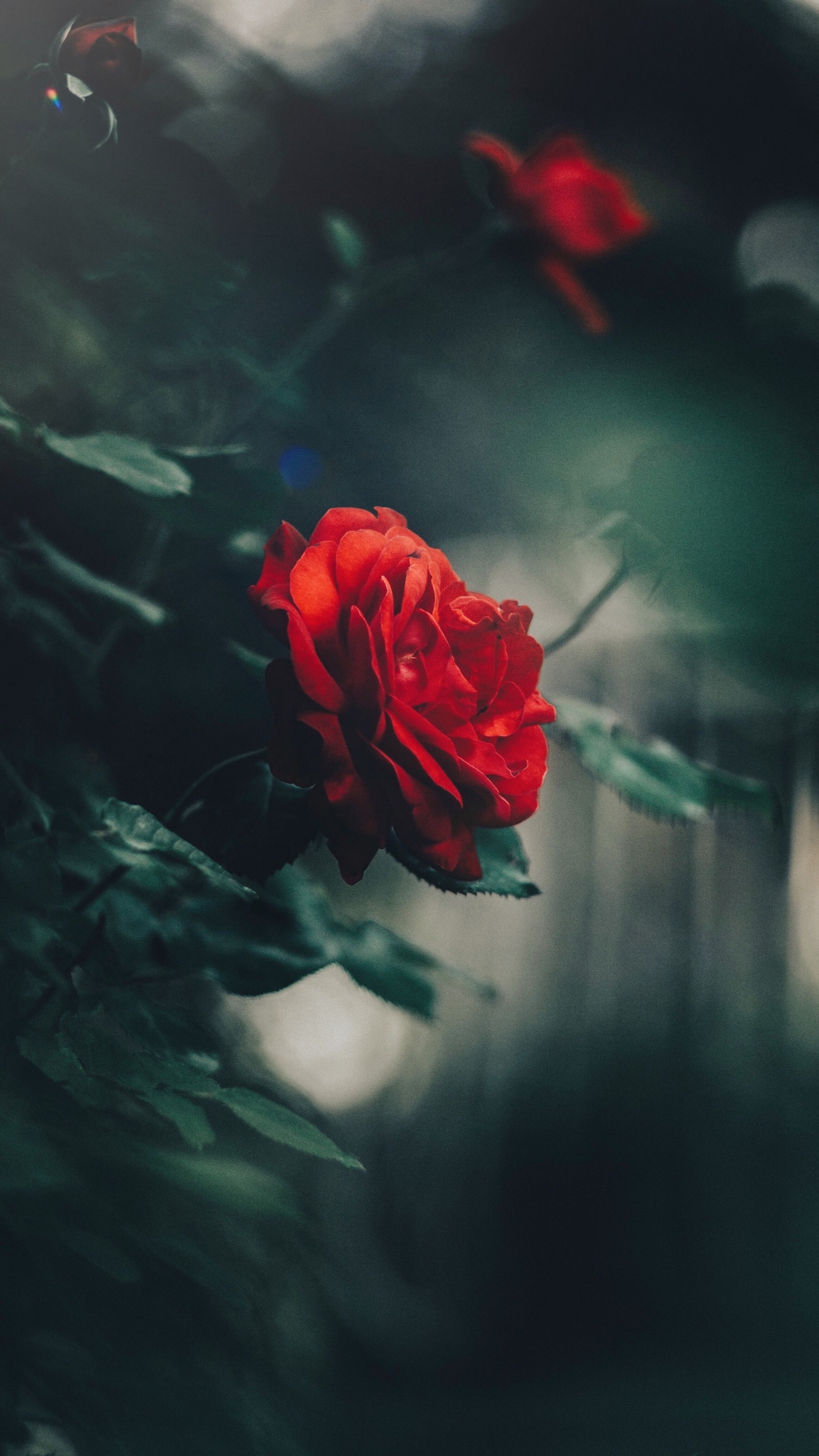 Rose Rouge en Fleurs Pendant la Journée. Wallpaper in 1440x2560 Resolution
