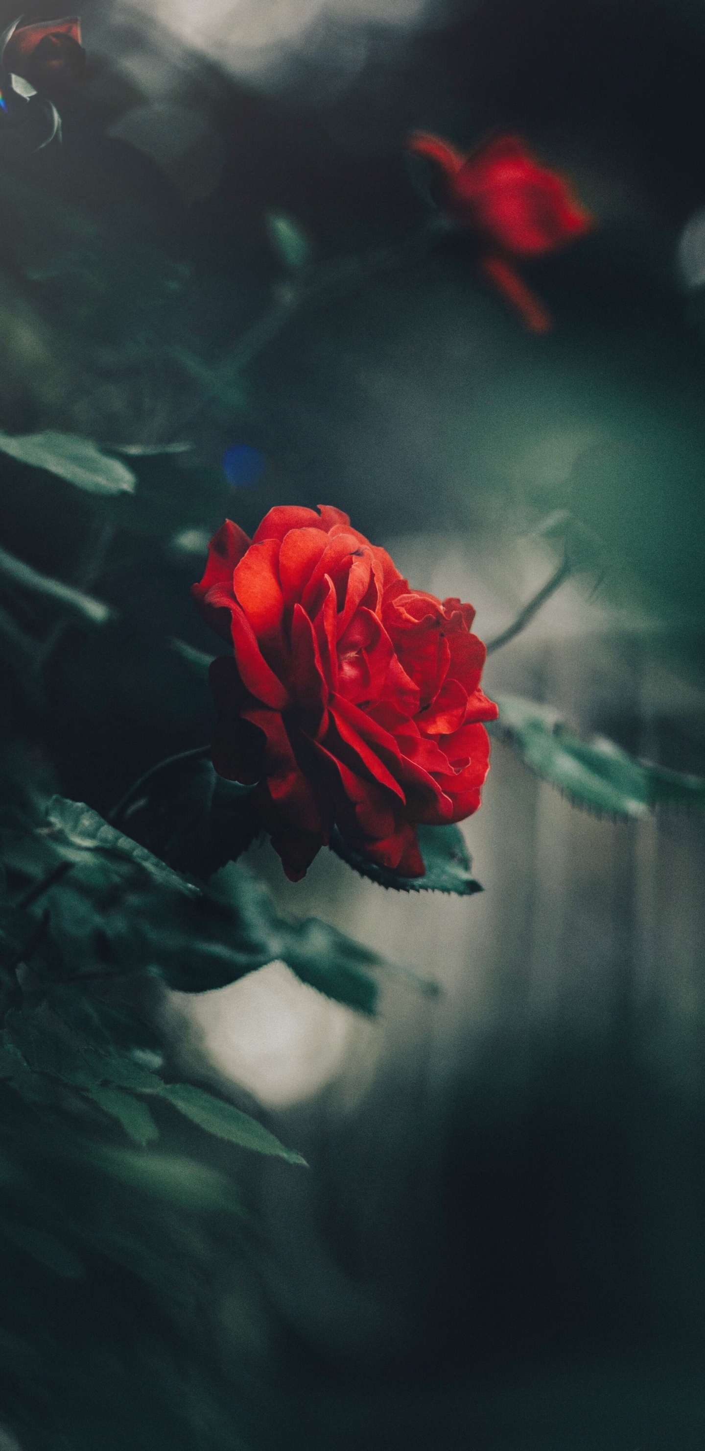 Rose Rouge en Fleurs Pendant la Journée. Wallpaper in 1440x2960 Resolution