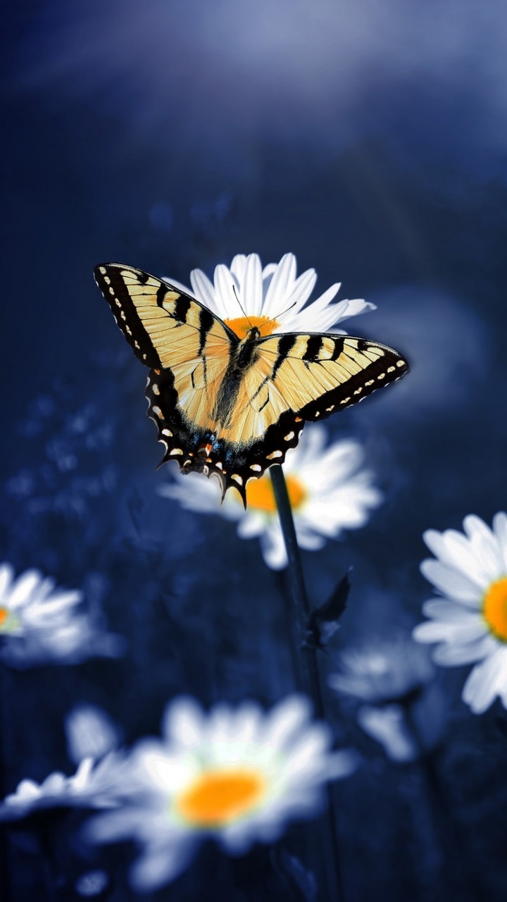 Papillon Monarque Perché Sur Une Fleur de Marguerite Blanche en Photographie Rapprochée. Wallpaper in 720x1280 Resolution