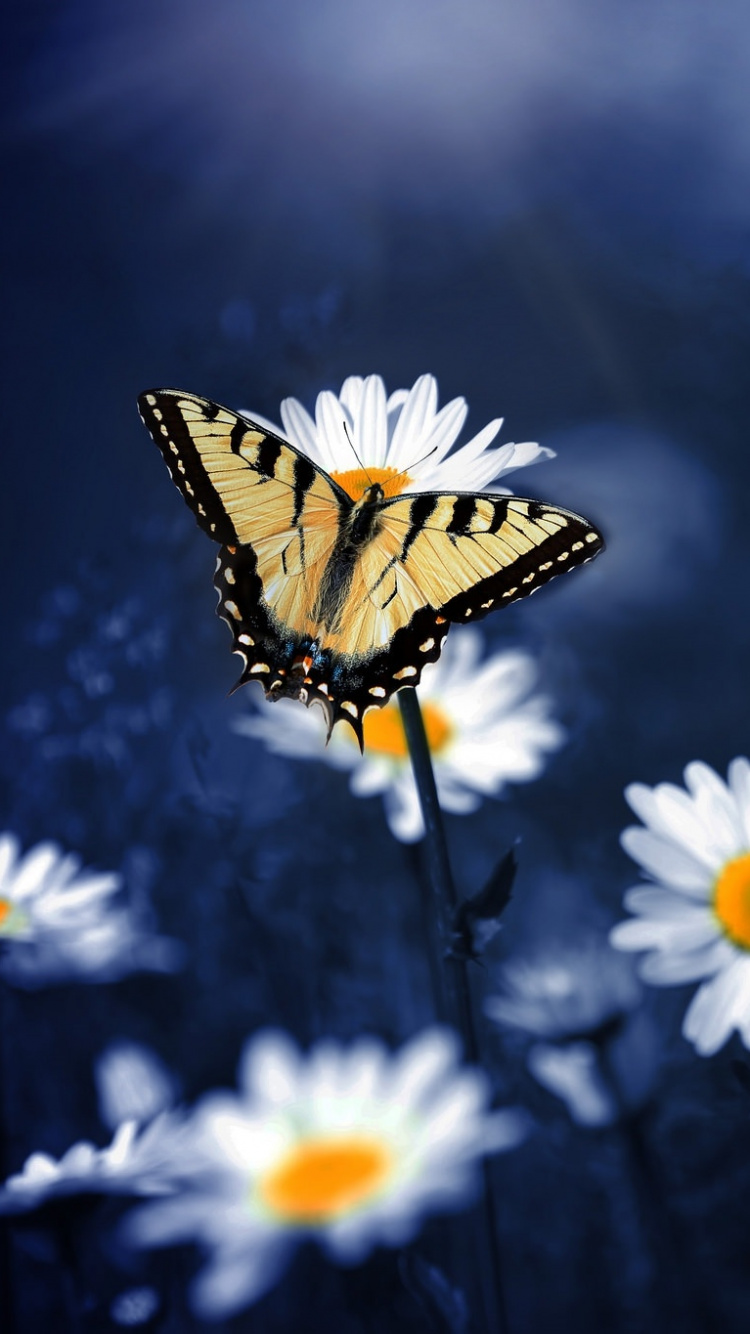 Monarchfalter Thront Auf Weißer Gänseblümchenblume in Nahaufnahme. Wallpaper in 750x1334 Resolution