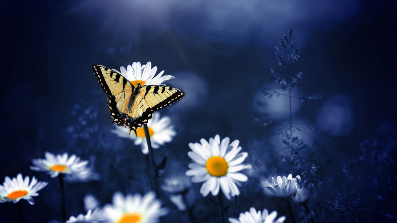 Monarch Butterfly Perched on White Daisy Flower in Close up Photography. Wallpaper in 1366x768 Resolution