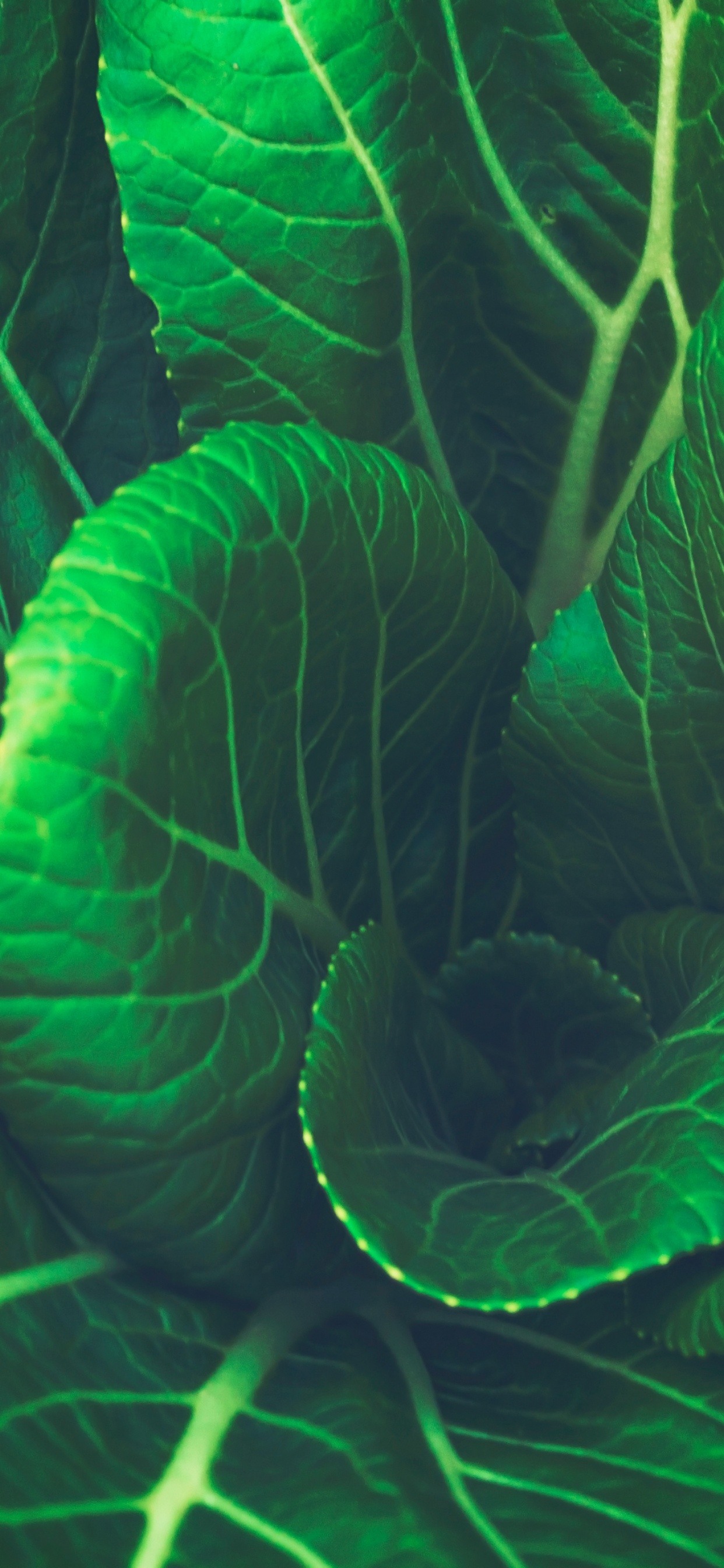 Planta de Hoja Verde en Fotografía de Cerca. Wallpaper in 1242x2688 Resolution