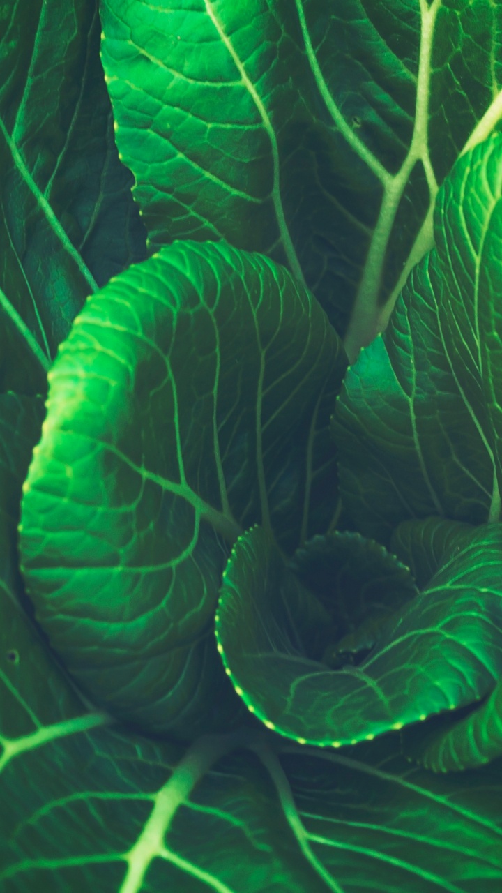 Planta de Hoja Verde en Fotografía de Cerca. Wallpaper in 720x1280 Resolution