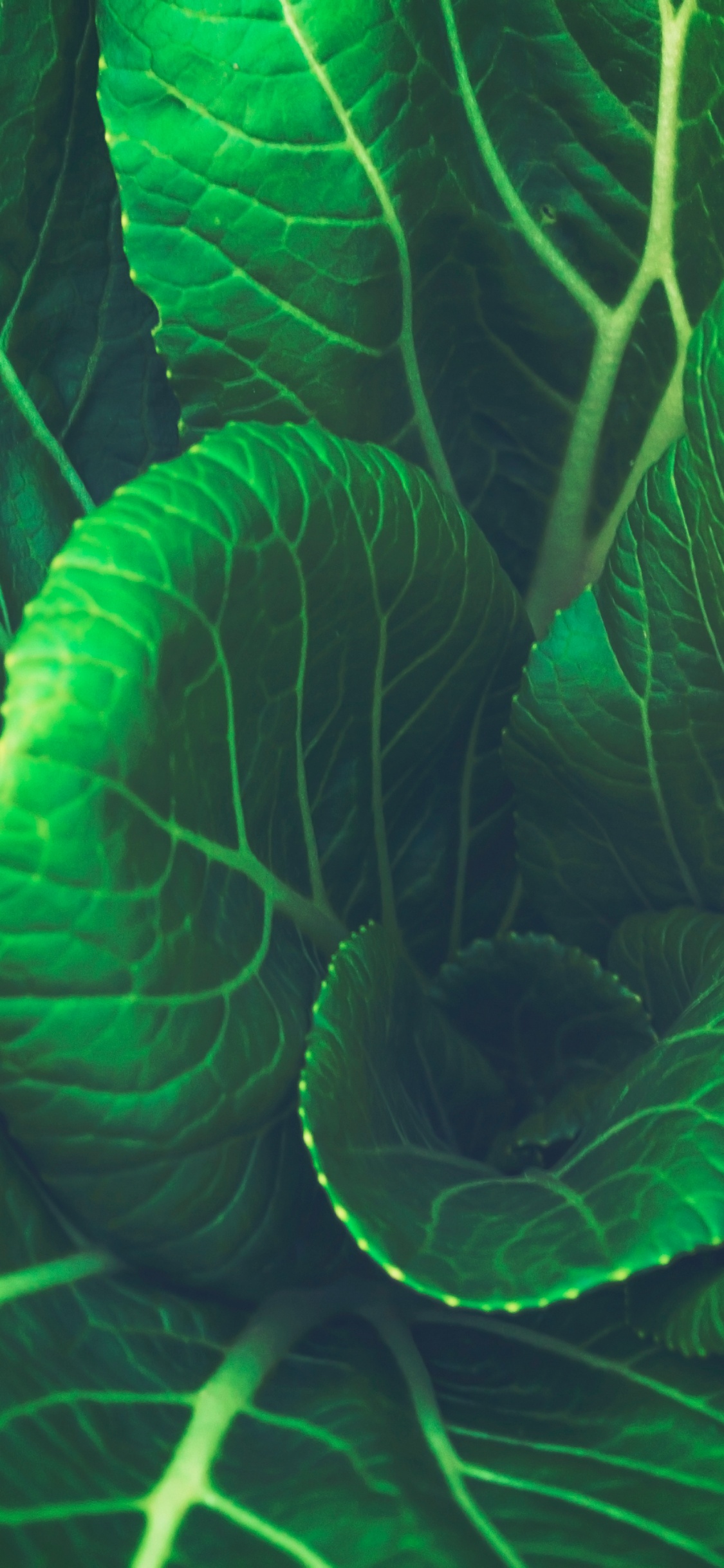 Plante à Feuilles Vertes en Photographie Rapprochée. Wallpaper in 1125x2436 Resolution