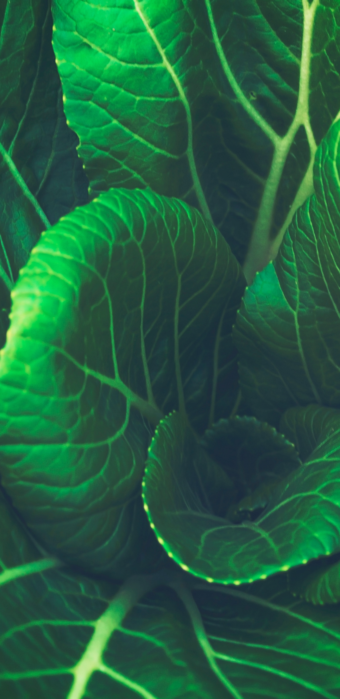 Plante à Feuilles Vertes en Photographie Rapprochée. Wallpaper in 1440x2960 Resolution