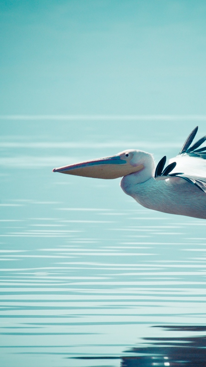 Pelícano Blanco Volando Sobre el Mar Durante el Día. Wallpaper in 720x1280 Resolution