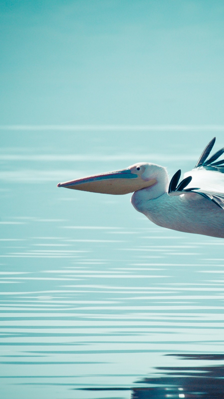 Pelícano Blanco Volando Sobre el Mar Durante el Día. Wallpaper in 750x1334 Resolution
