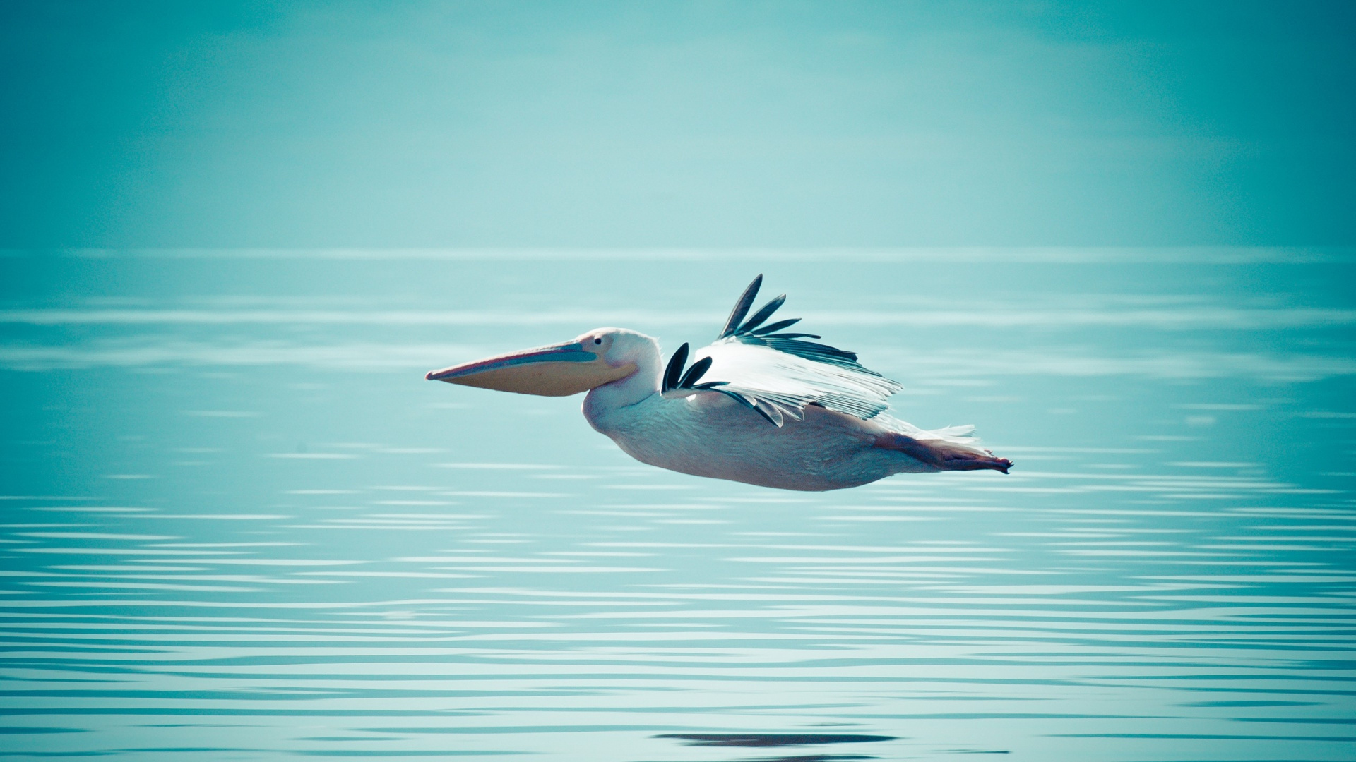 Weißer Pelikan, Der Tagsüber Über Das Meer Fliegt. Wallpaper in 1920x1080 Resolution