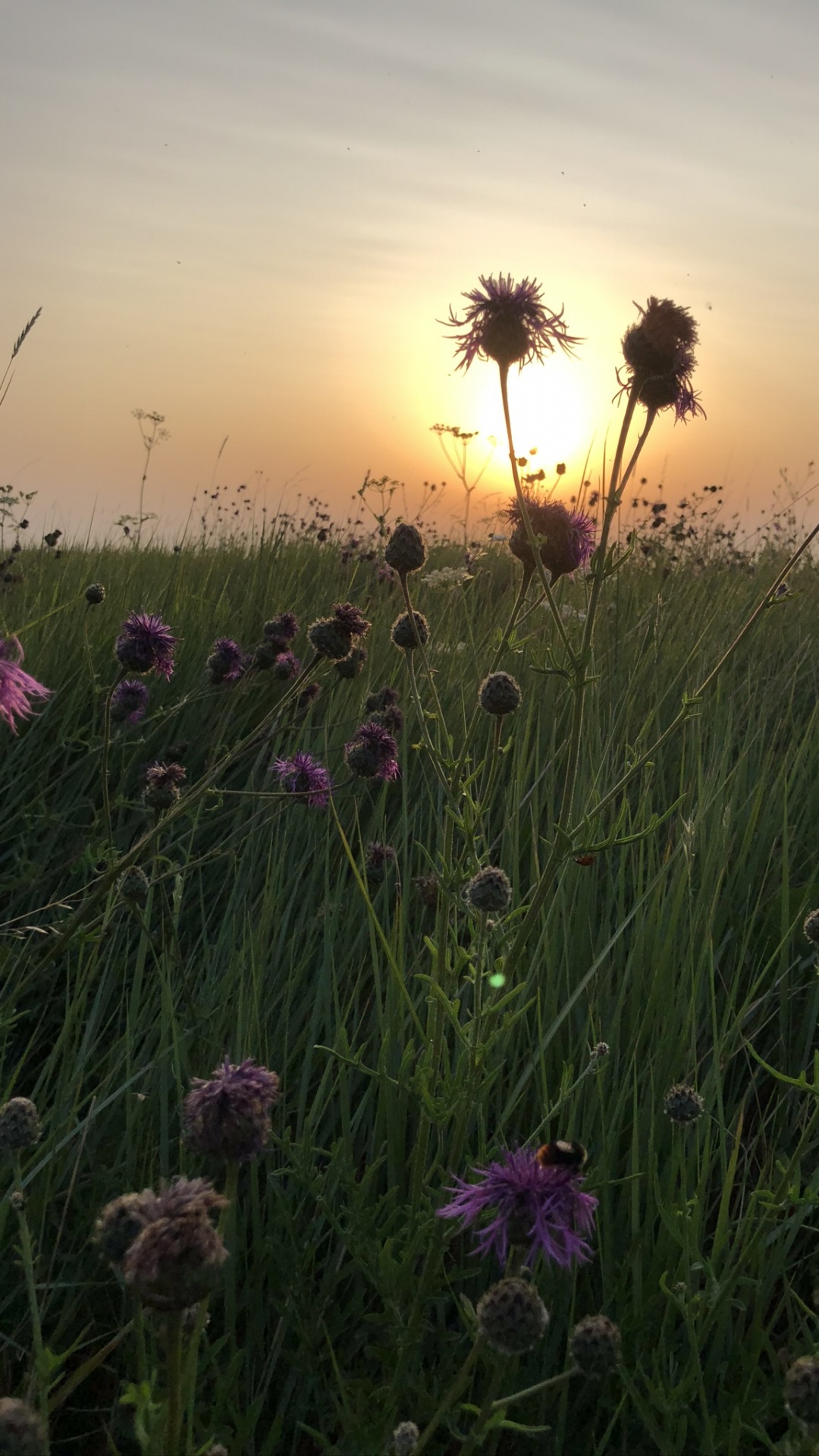 Vegetation, Grasses, Physics, Natural Environment, Plant. Wallpaper in 1080x1920 Resolution