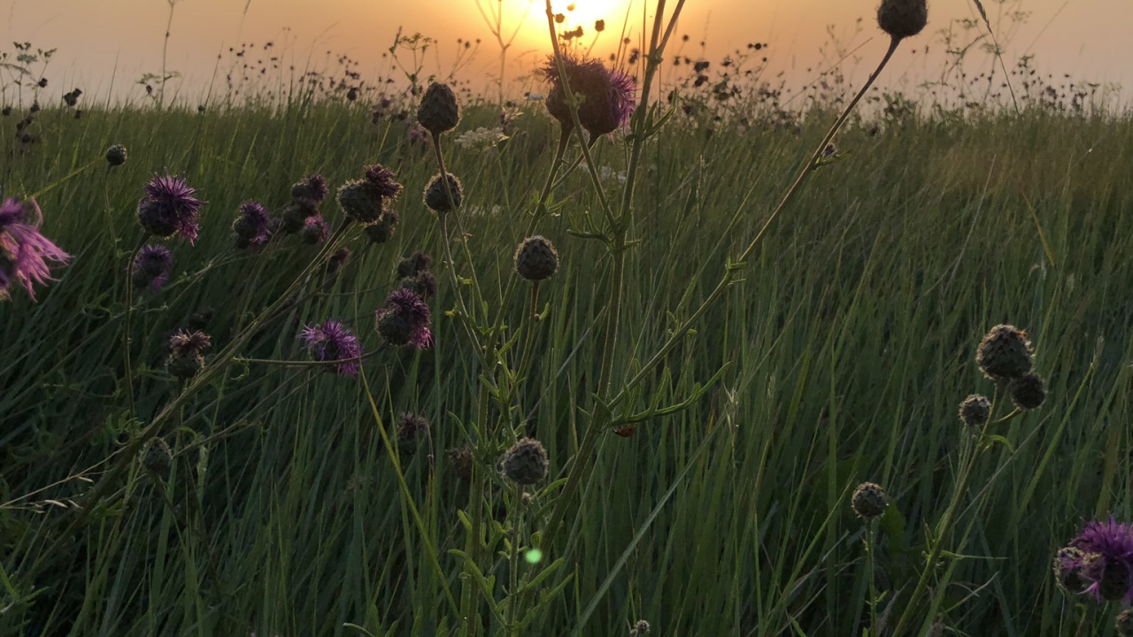 Vegetation, Grasses, Physics, Natural Environment, Plant. Wallpaper in 1280x720 Resolution