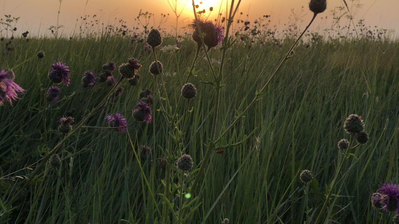Vegetation, Grasses, Physics, Natural Environment, Plant. Wallpaper in 1366x768 Resolution