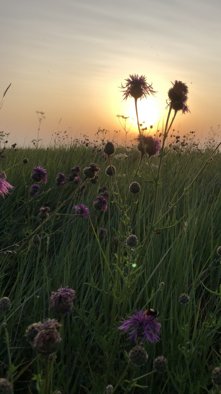 Vegetation, Grasses, Physics, Natural Environment, Plant. Wallpaper in 720x1280 Resolution