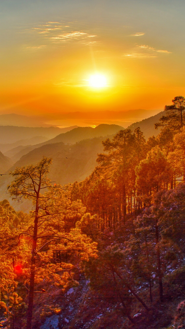 Green and Brown Trees on Mountain During Daytime. Wallpaper in 750x1334 Resolution