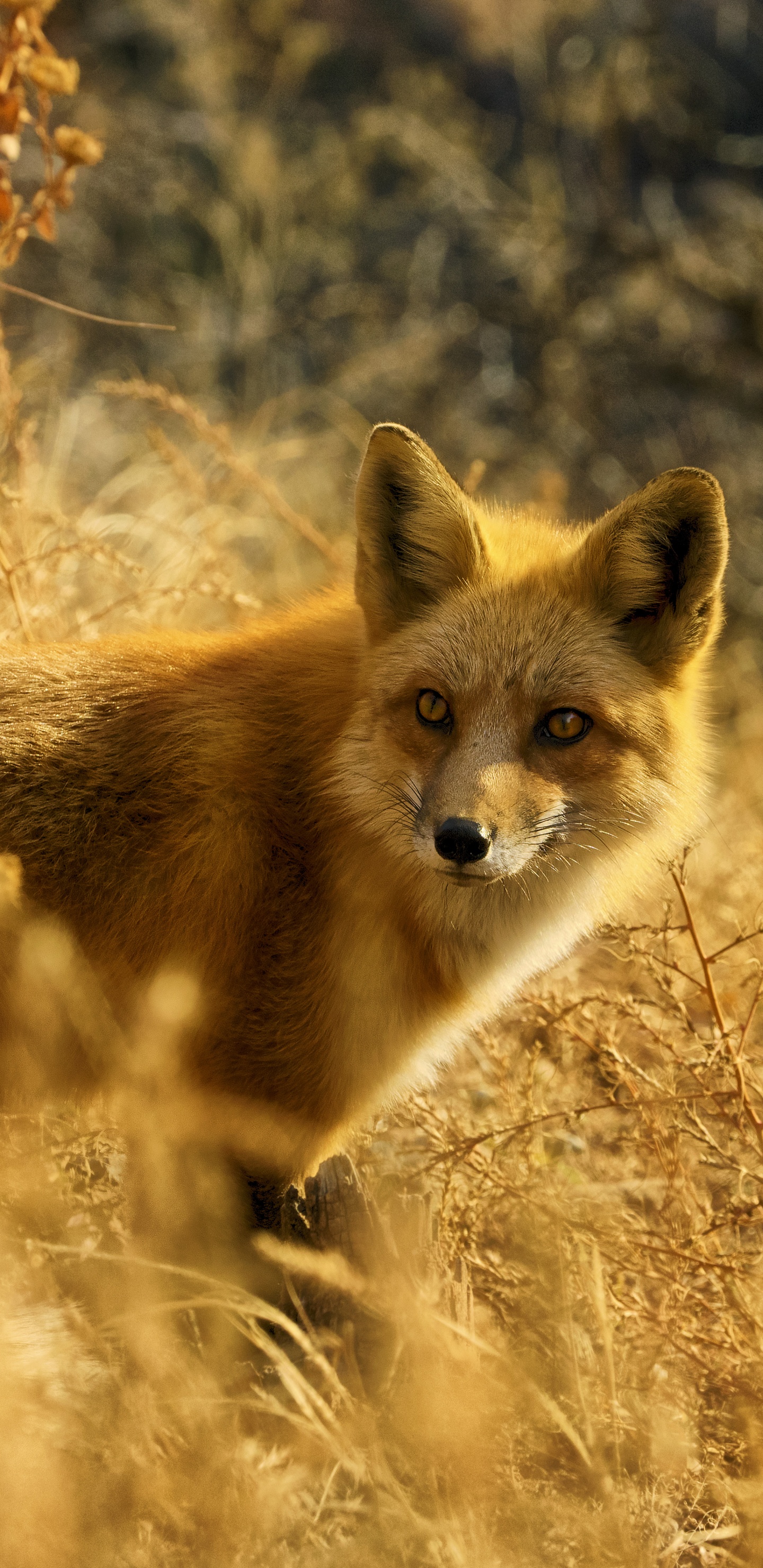 Brown Fox on Brown Grass During Daytime. Wallpaper in 1440x2960 Resolution