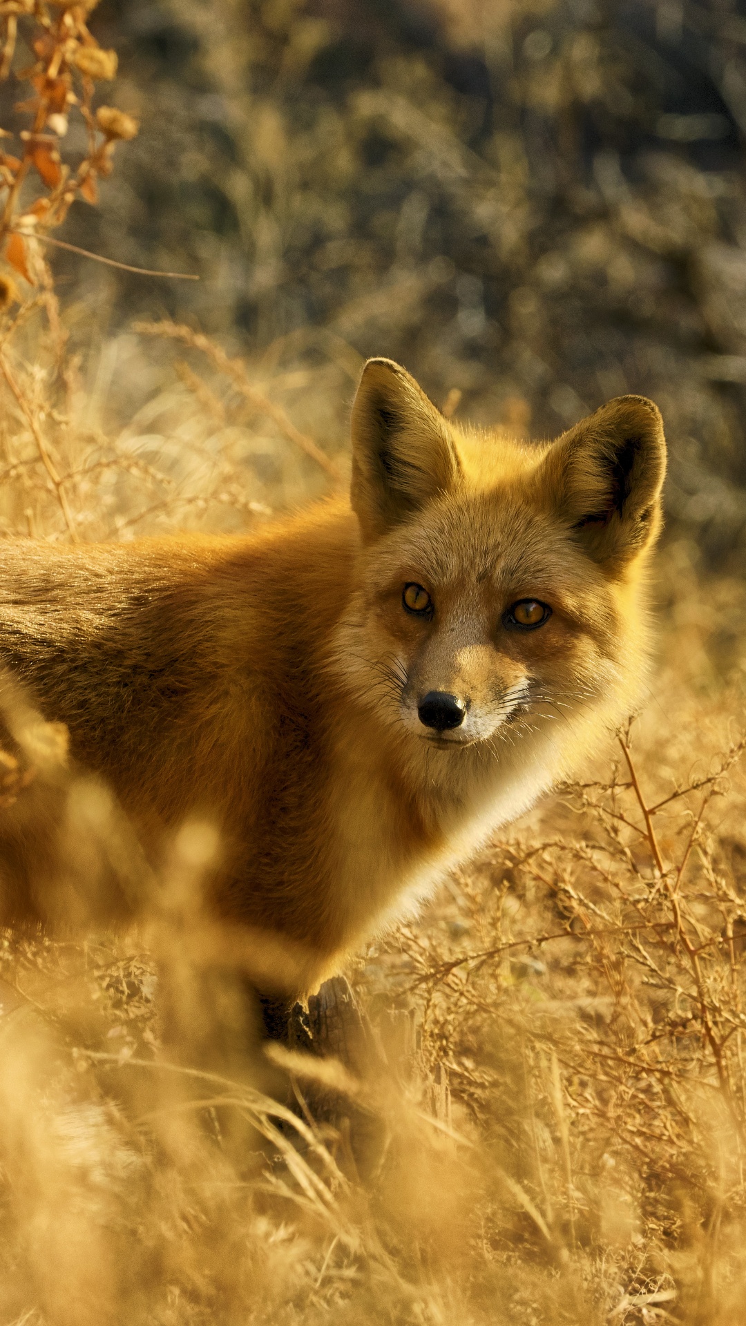 Renard Brun Sur L'herbe Brune Pendant la Journée. Wallpaper in 1080x1920 Resolution