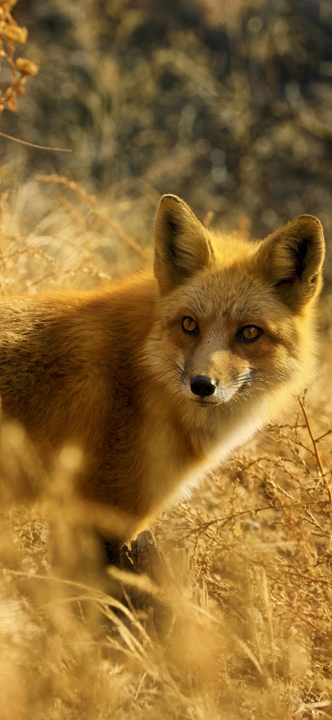 Renard Brun Sur L'herbe Brune Pendant la Journée. Wallpaper in 1125x2436 Resolution