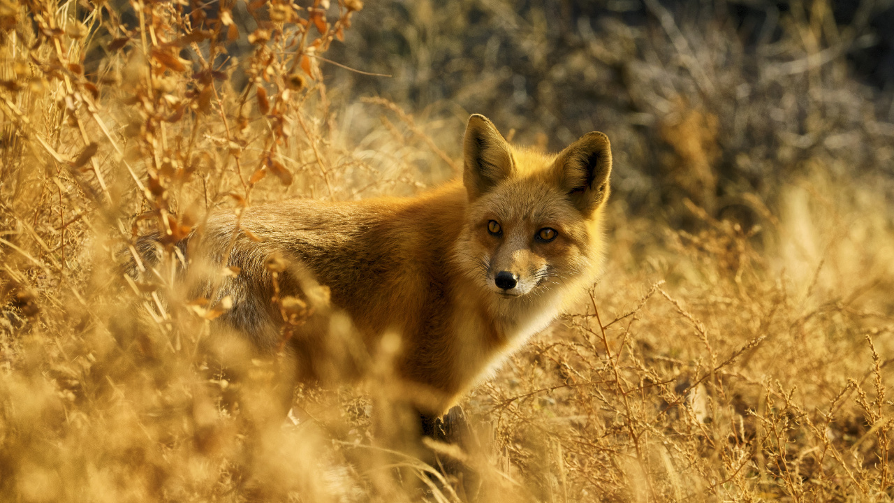 Renard Brun Sur L'herbe Brune Pendant la Journée. Wallpaper in 1280x720 Resolution