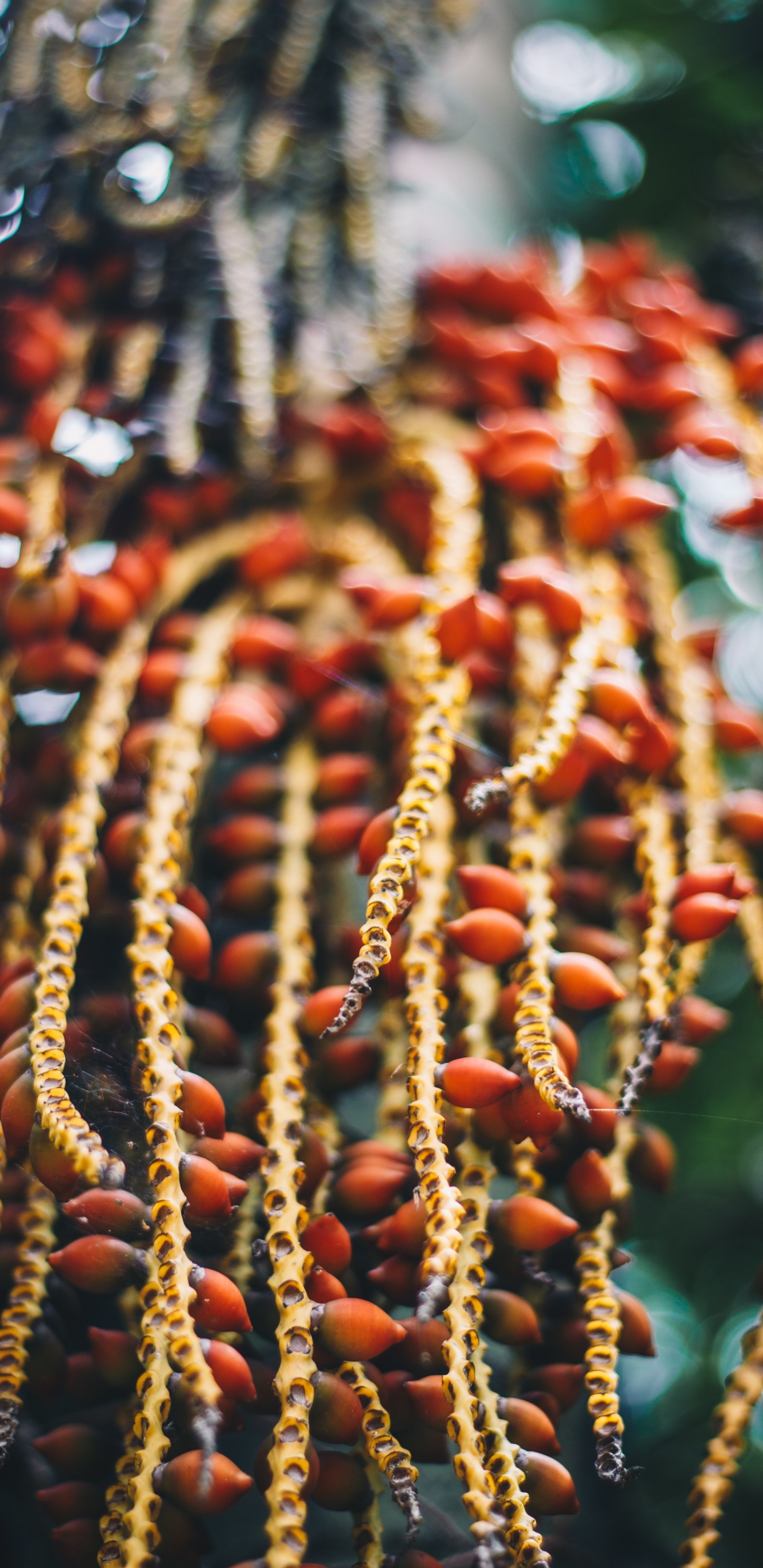 Fruits Ronds Rouges et Bruns. Wallpaper in 1440x2960 Resolution