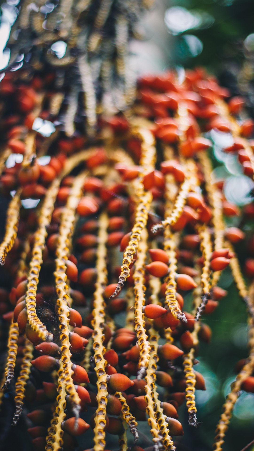 Red and Brown Round Fruits. Wallpaper in 1080x1920 Resolution