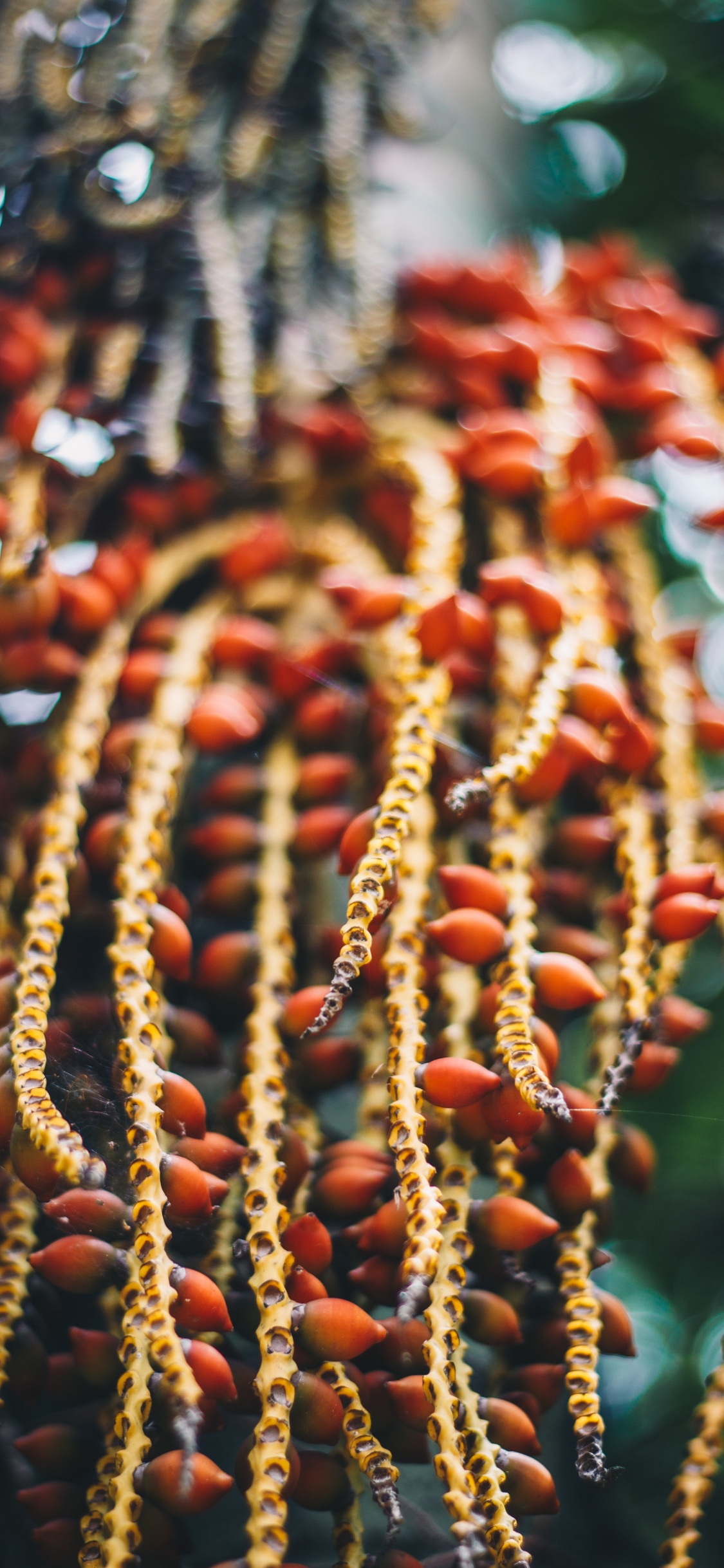 Red and Brown Round Fruits. Wallpaper in 1125x2436 Resolution