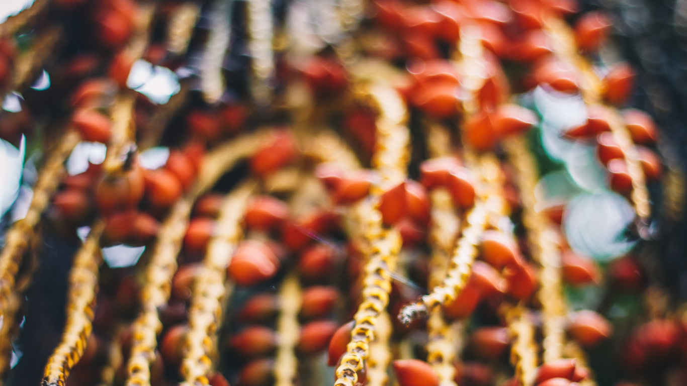 Red and Brown Round Fruits. Wallpaper in 1366x768 Resolution