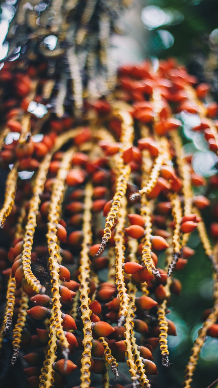 Red and Brown Round Fruits. Wallpaper in 720x1280 Resolution