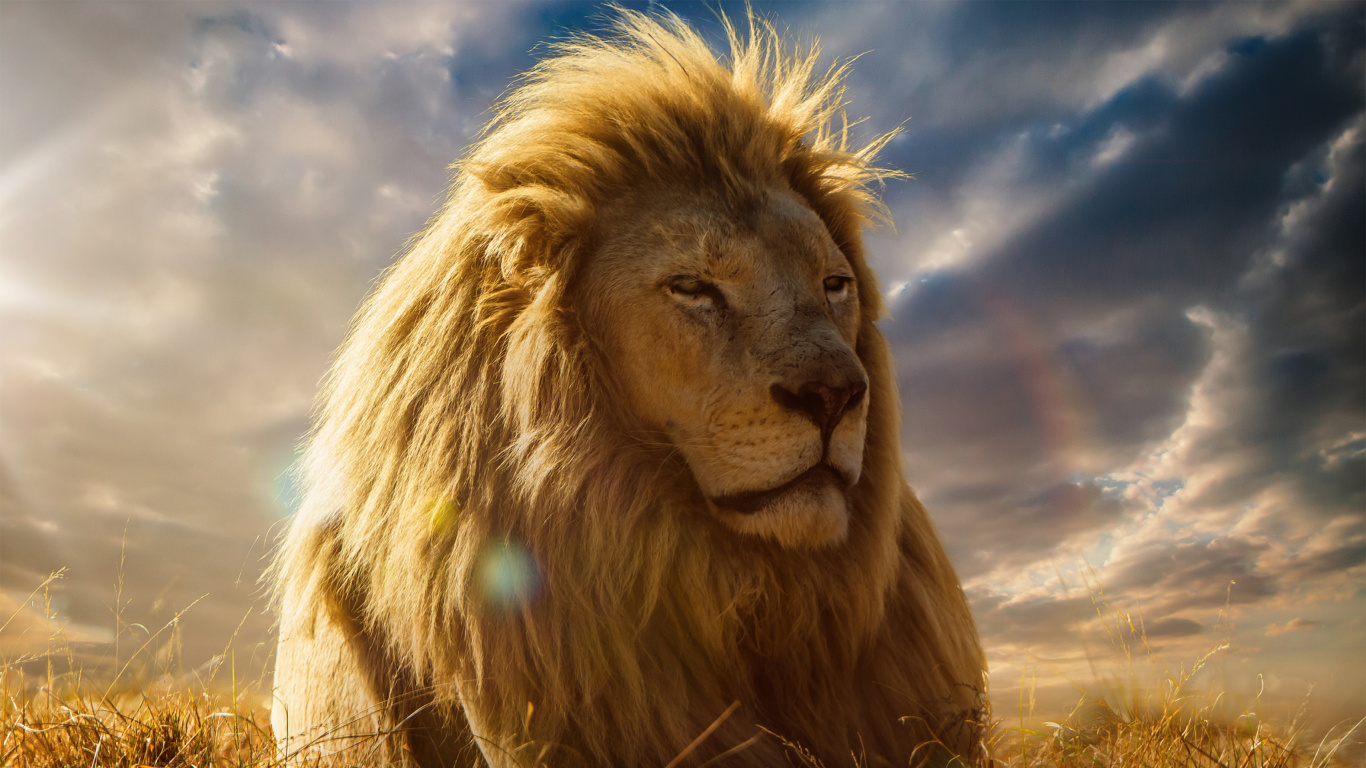 Lion Under Blue Sky and White Clouds During Daytime. Wallpaper in 1366x768 Resolution