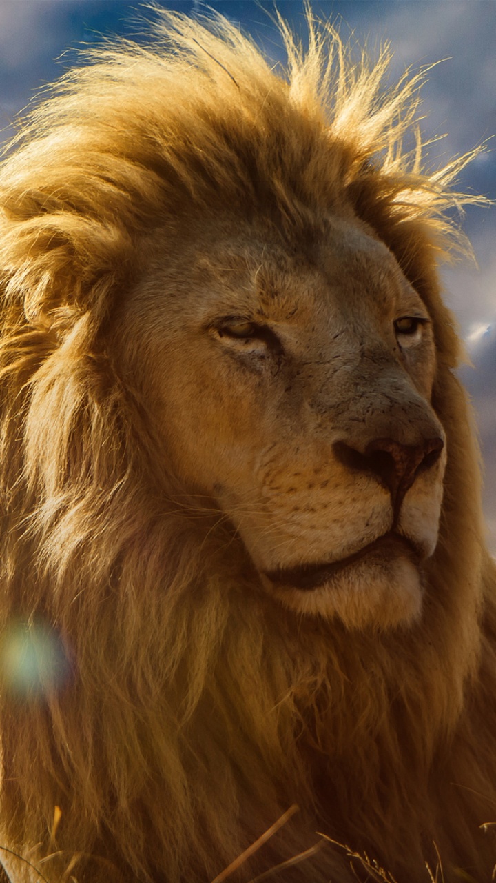 狮子, 头发, 马赛马的狮子, 野生动物, 猫科 壁纸 720x1280 允许