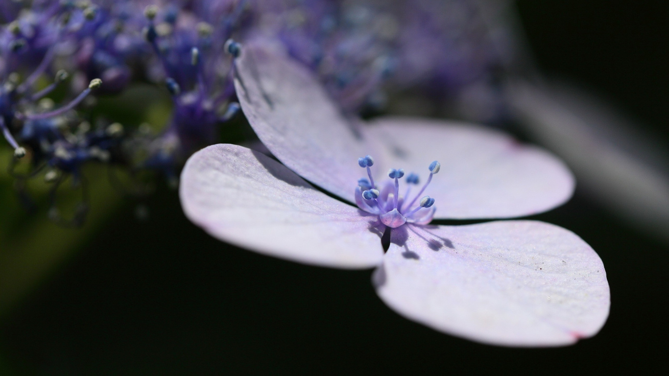 Fleur Blanche et Violette en Macrophotographie. Wallpaper in 1366x768 Resolution