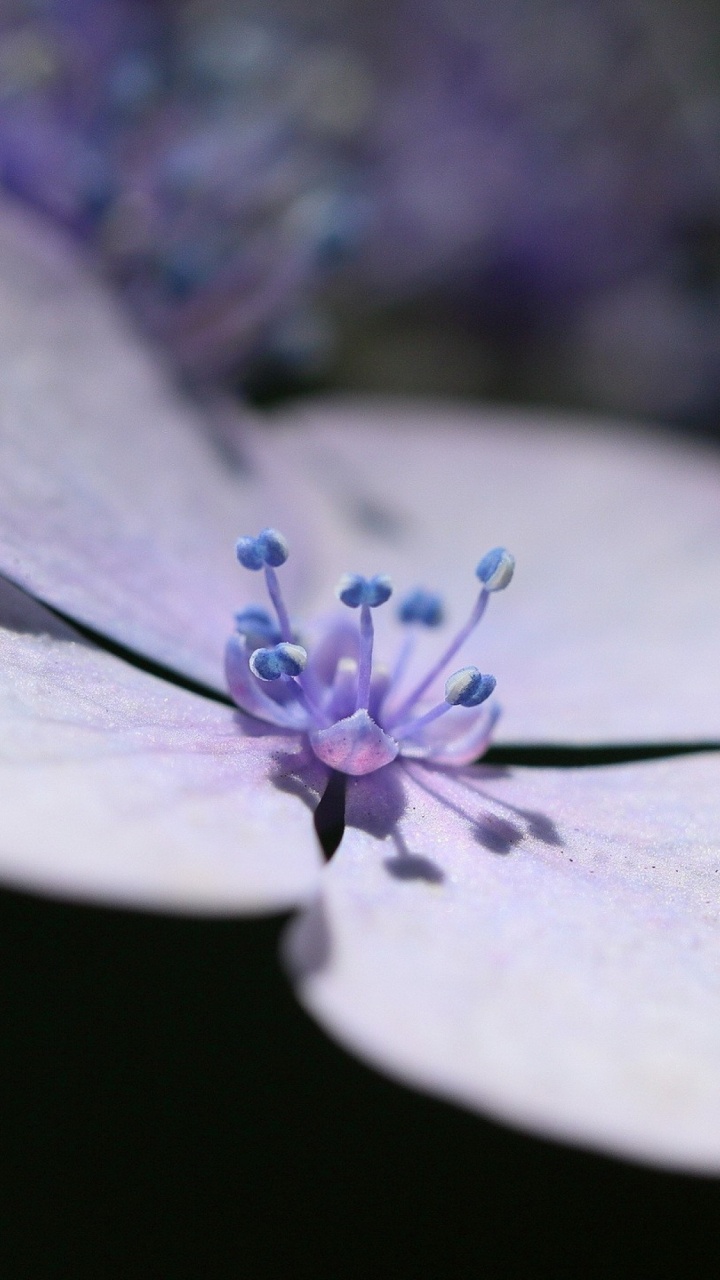 Fleur Blanche et Violette en Macrophotographie. Wallpaper in 720x1280 Resolution