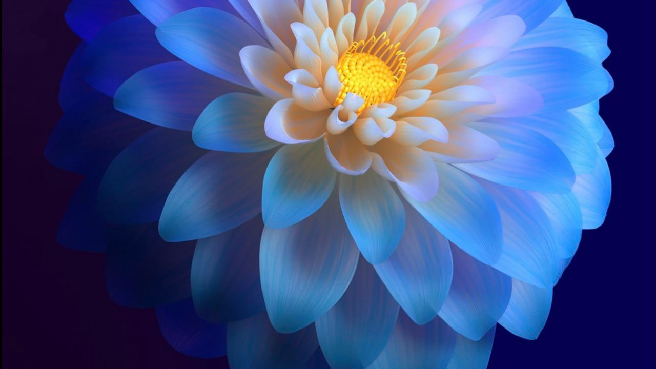 Vivo, 活着和11, 人造花, 显花植物, 电蓝色的 壁纸 1280x720 允许