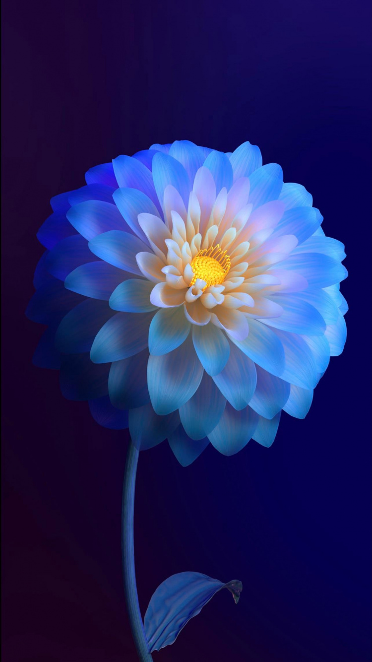 Vivo, 活着和11, 人造花, 显花植物, 电蓝色的 壁纸 750x1334 允许
