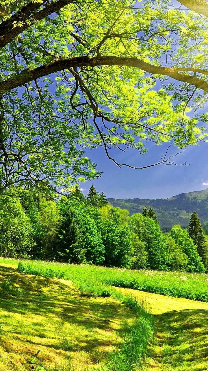 Grüne Wiese Mit Bäumen Und Bergen in Der Ferne. Wallpaper in 720x1280 Resolution