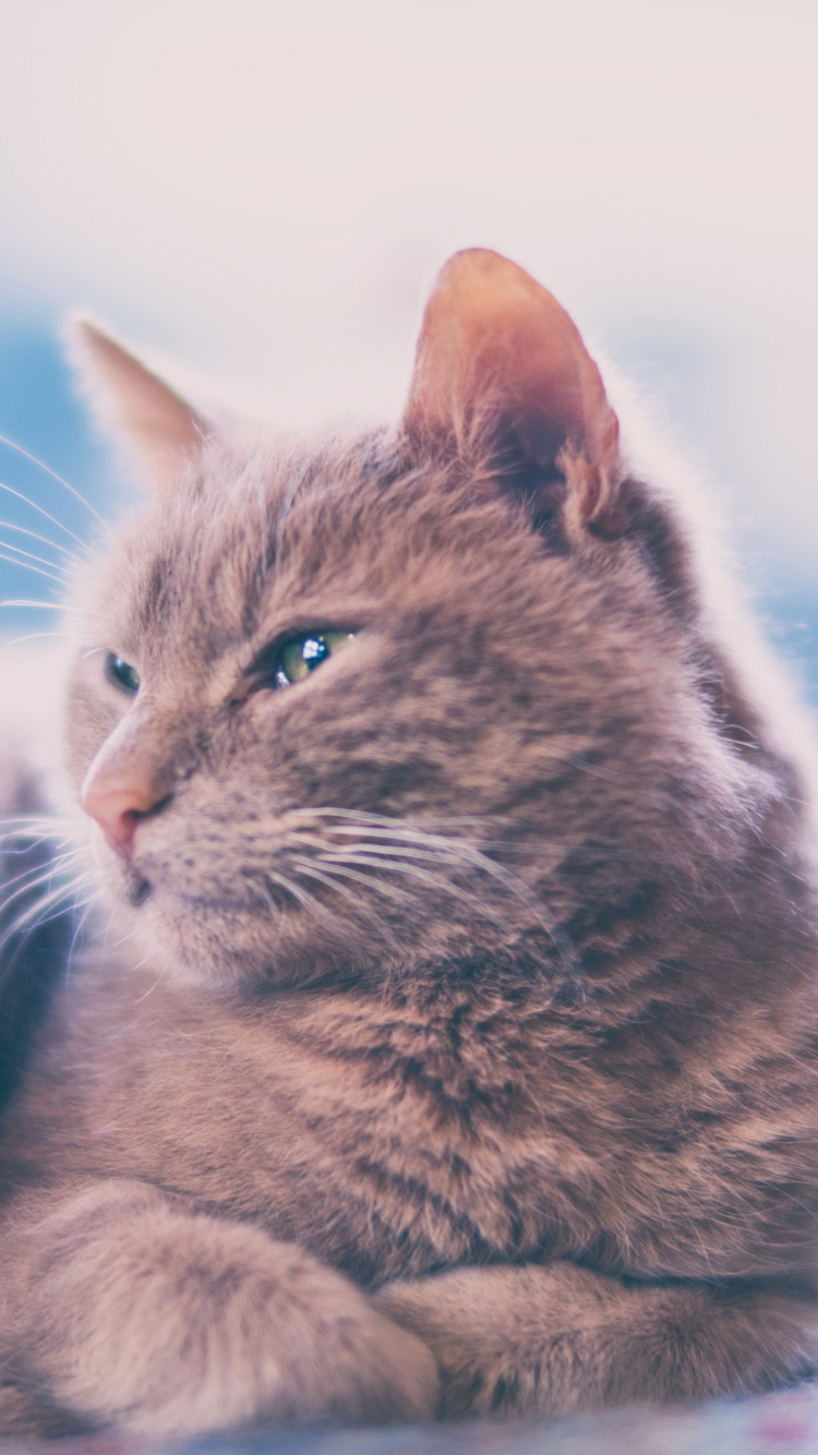 Brown Tabby Cat Lying on Floor. Wallpaper in 750x1334 Resolution