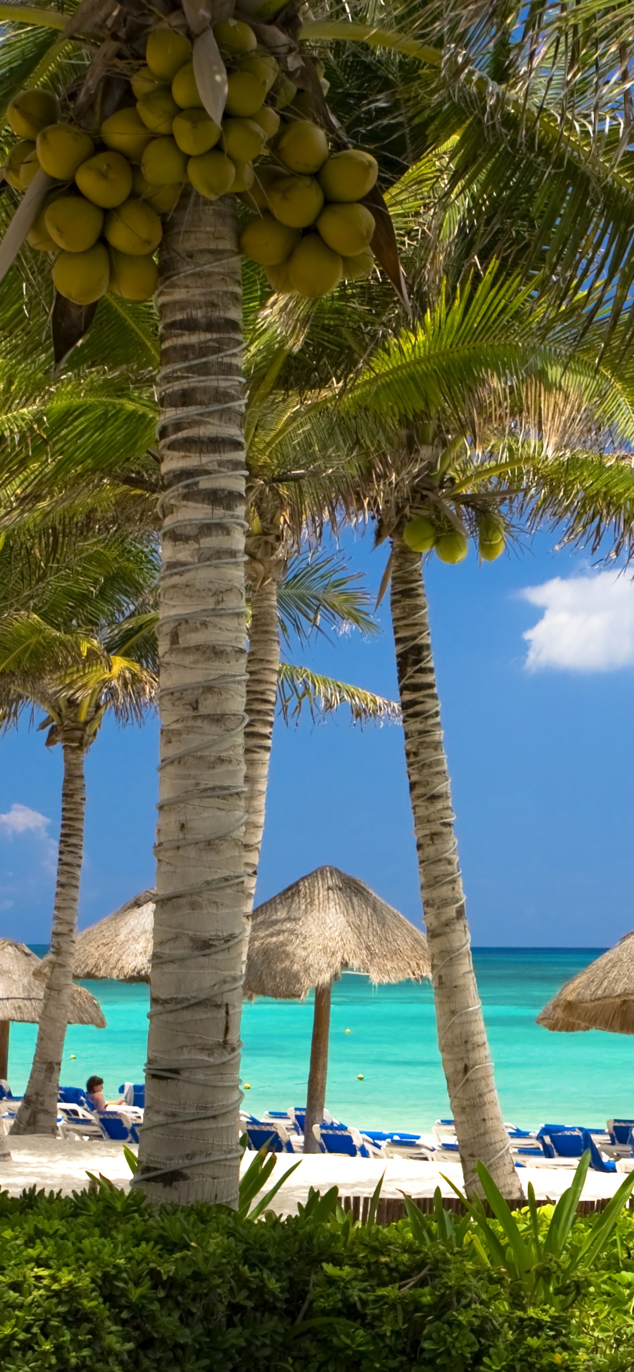 Brown and Green Coconut Tree Near Body of Water During Daytime. Wallpaper in 1242x2688 Resolution
