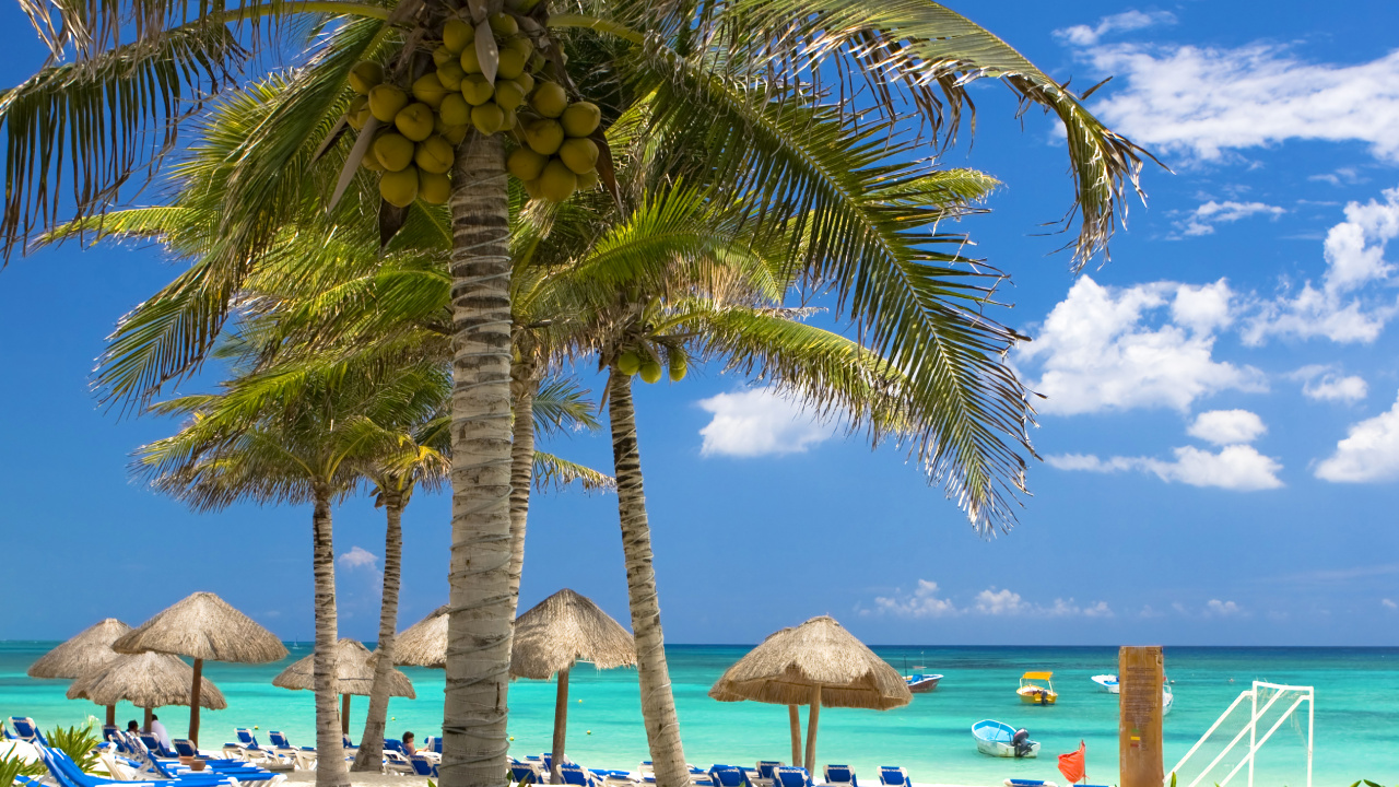 Brown and Green Coconut Tree Near Body of Water During Daytime. Wallpaper in 1280x720 Resolution