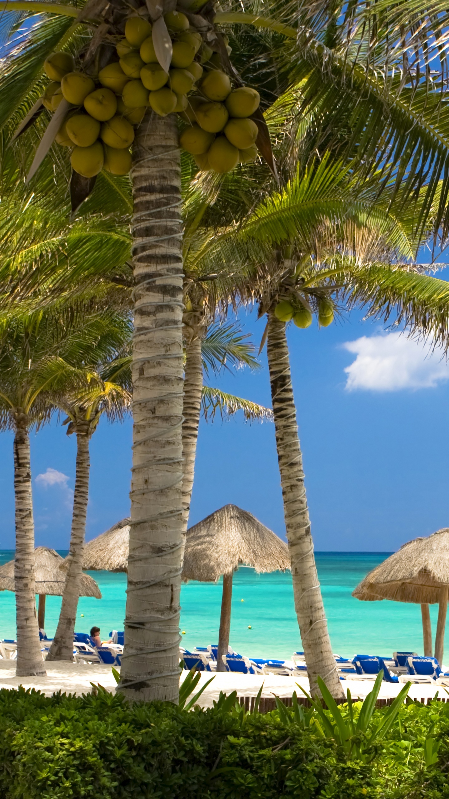 Brown and Green Coconut Tree Near Body of Water During Daytime. Wallpaper in 1440x2560 Resolution