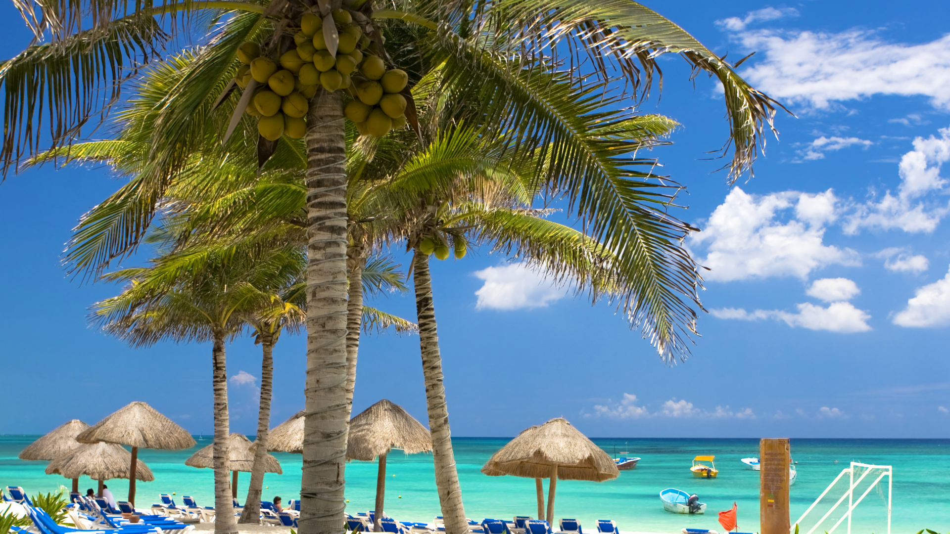 Brown and Green Coconut Tree Near Body of Water During Daytime. Wallpaper in 1920x1080 Resolution
