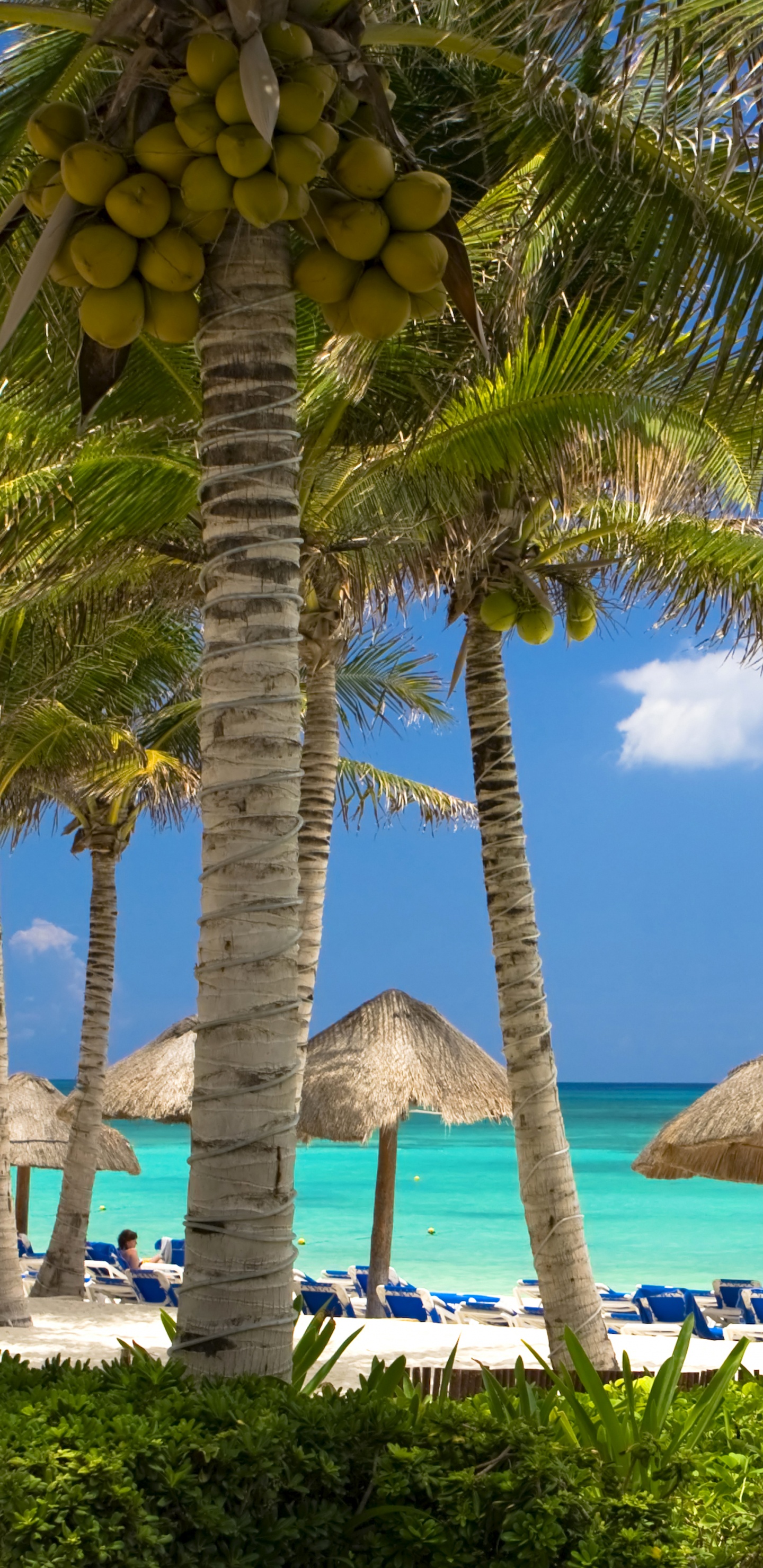 Cocotero Marrón y Verde Cerca Del Cuerpo de Agua Durante el Día. Wallpaper in 1440x2960 Resolution