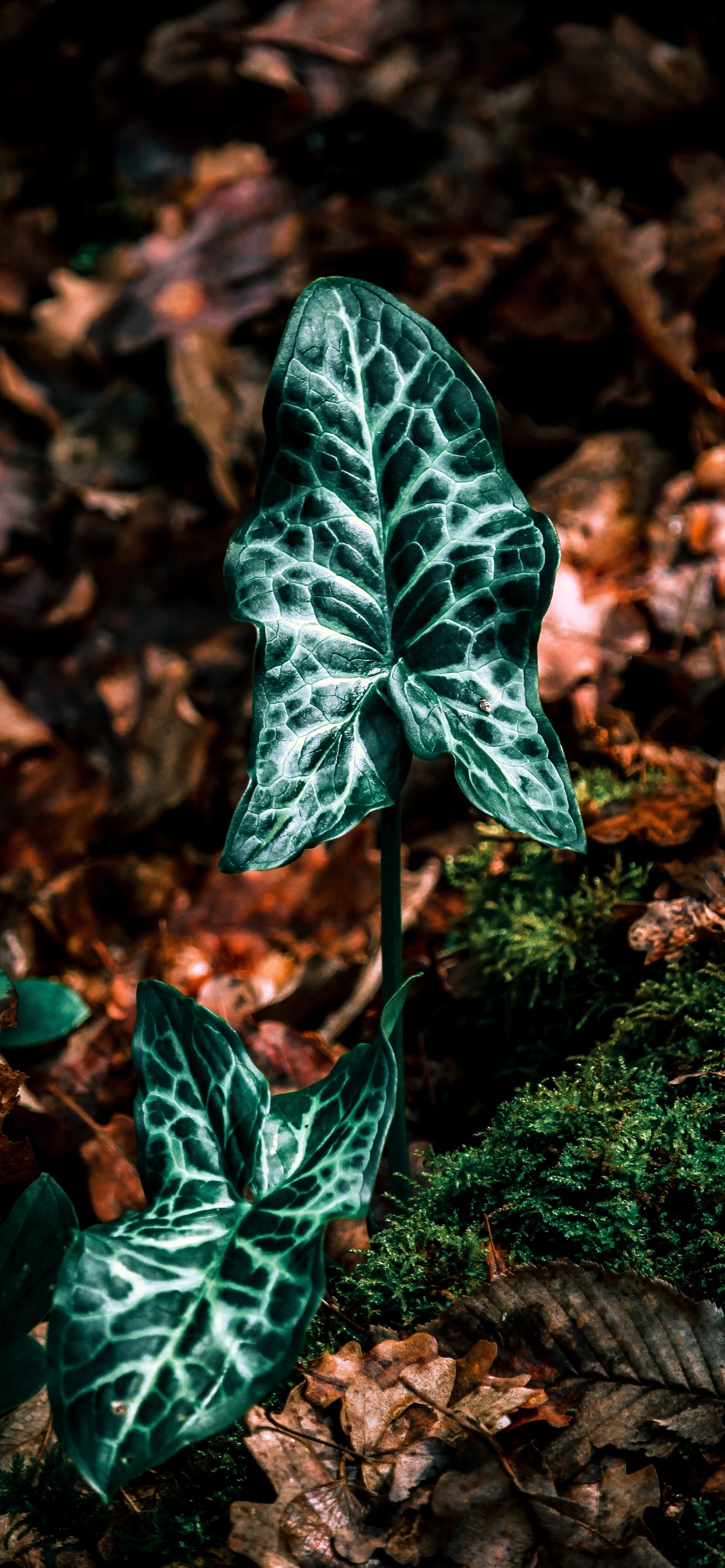 Leaf, Green, Plant, Botany, Ivy. Wallpaper in 1242x2688 Resolution