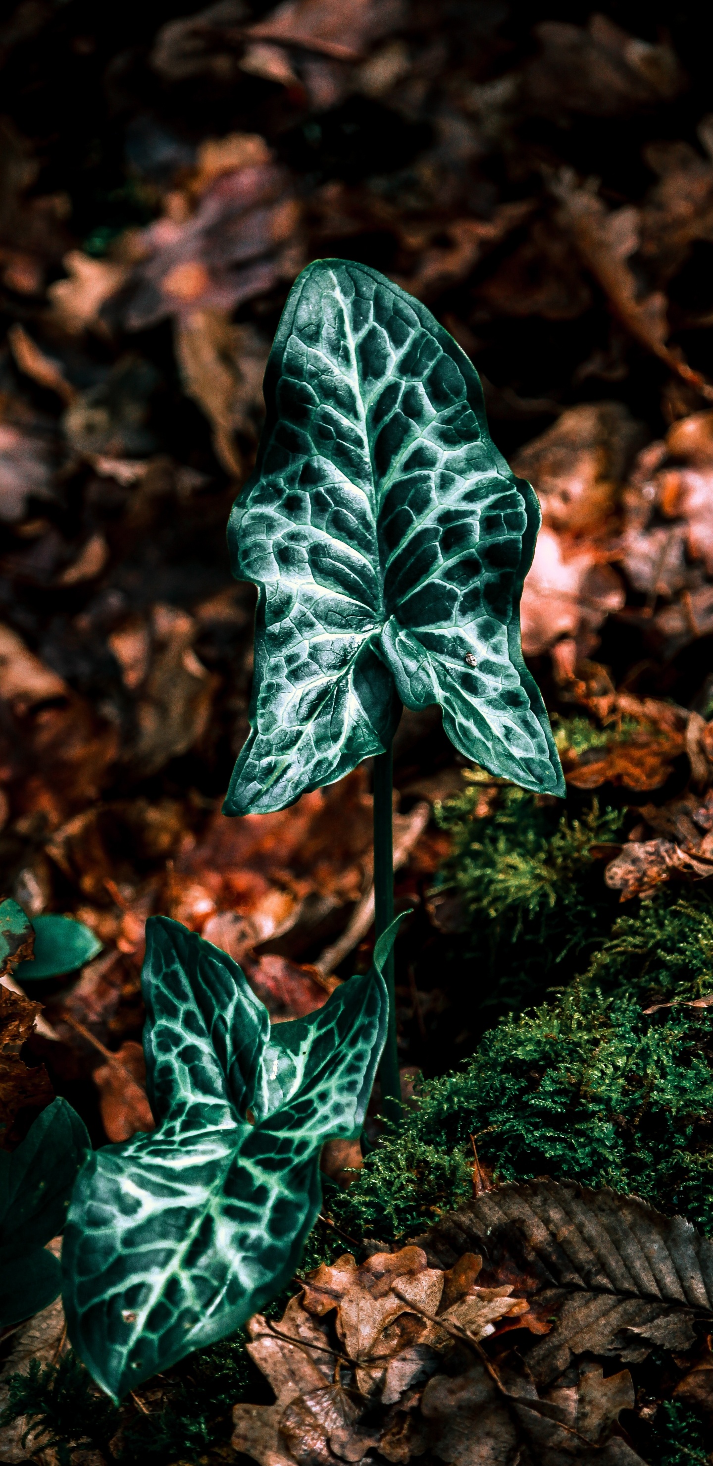 Verde, la Botánica, Ivy, Dossinia, Planta Terrestre. Wallpaper in 1440x2960 Resolution