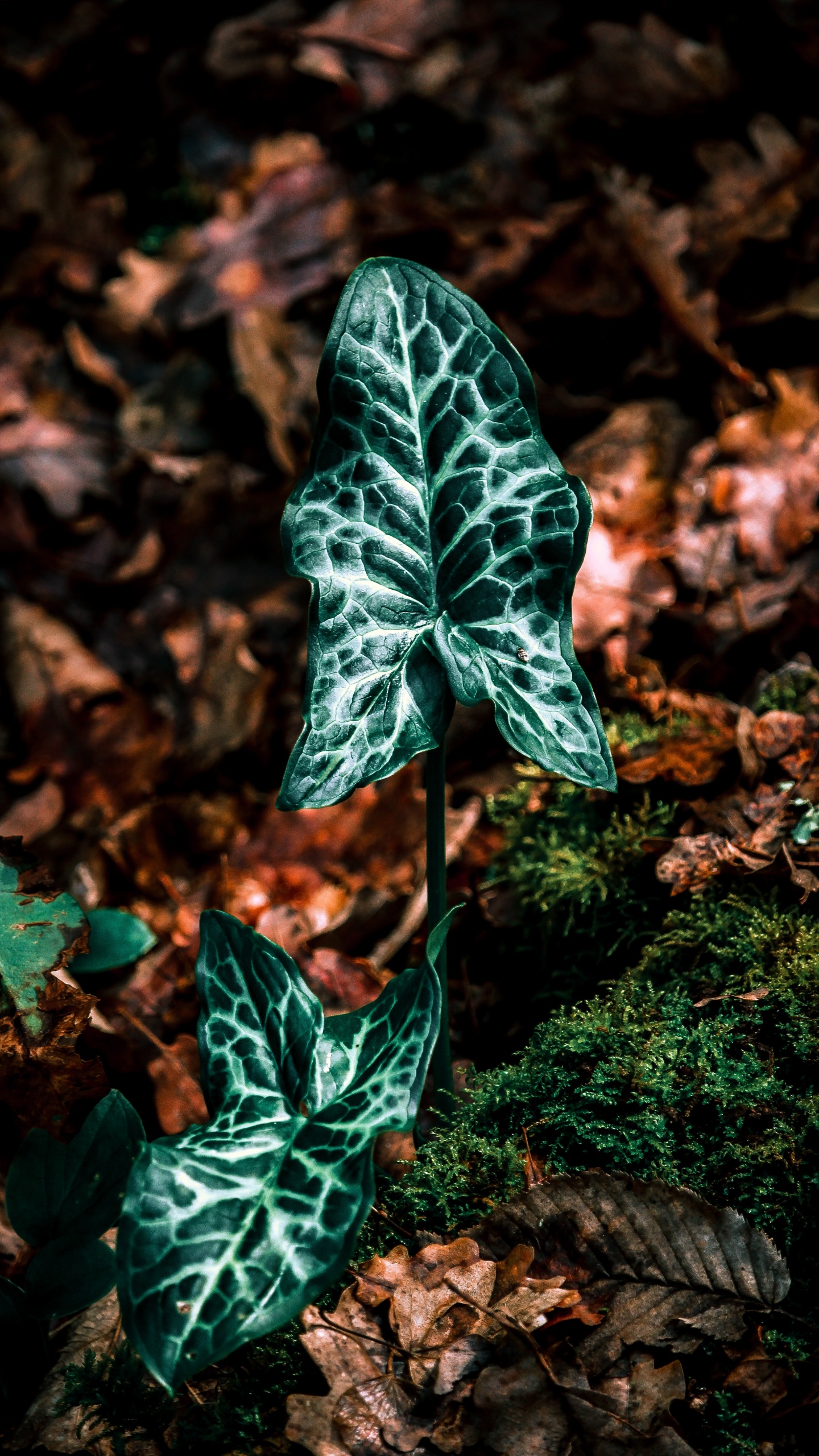 Feuille, Green, Botanique, Ivy, Dossinia. Wallpaper in 1440x2560 Resolution